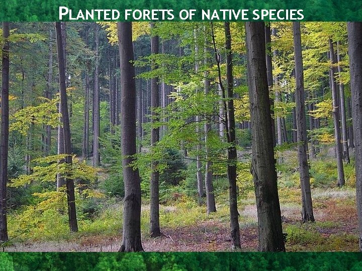 PLANTED FORETS OF NATIVE SPECIES 