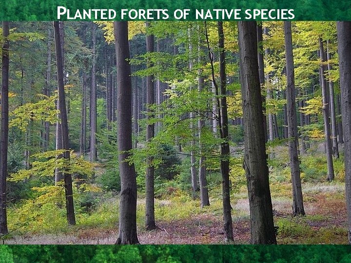 PLANTED FORETS OF NATIVE SPECIES PLANTED FORETS OF NATIVE SPECIES