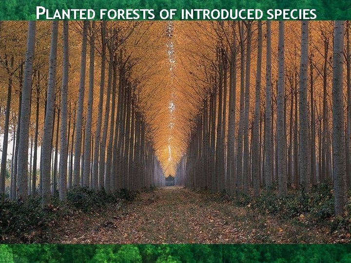 PLANTED FORESTS OF INTRODUCED SPECIES 