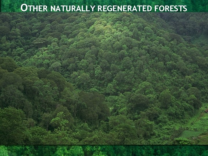 OTHER NATURALLY REGENERATED FORESTS OTHER NATURALLY REGENERATED FORESTS