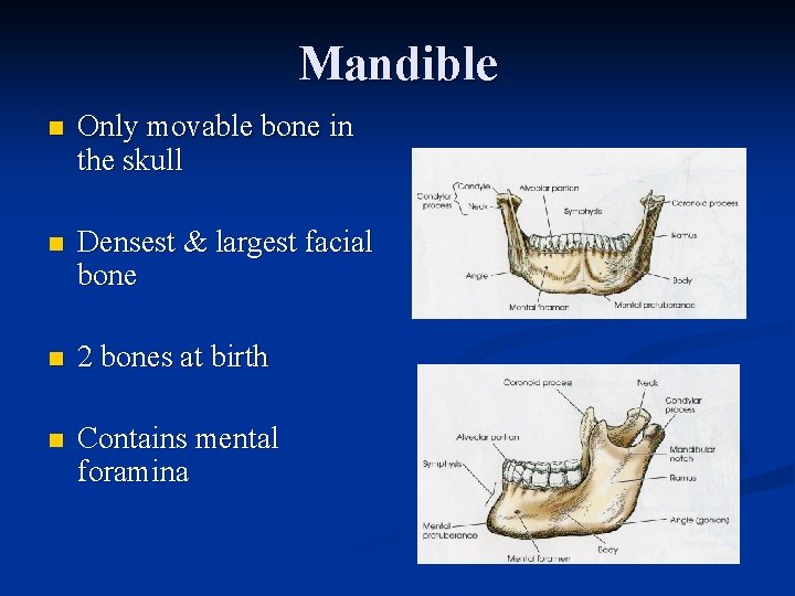 Mandible n Only movable bone in the skull n Densest & largest facial bone