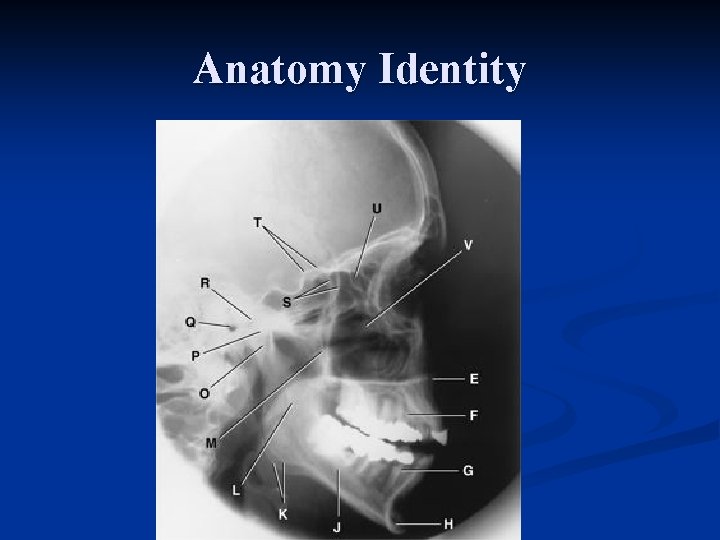 Anatomy Identity 