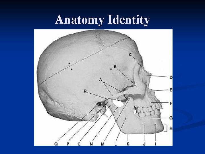 Anatomy Identity 