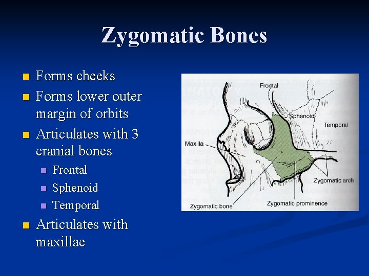 Zygomatic Bones n n n Forms cheeks Forms lower outer margin of orbits Articulates