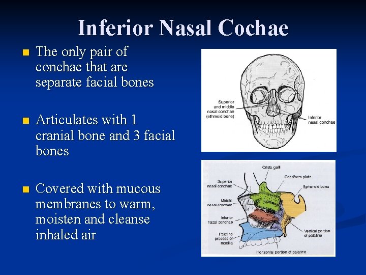 Inferior Nasal Cochae n The only pair of conchae that are separate facial bones