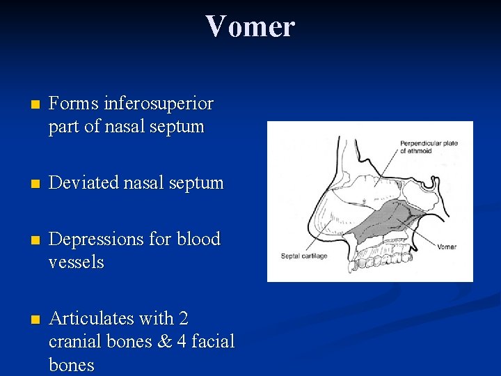 Vomer n Forms inferosuperior part of nasal septum n Deviated nasal septum n Depressions