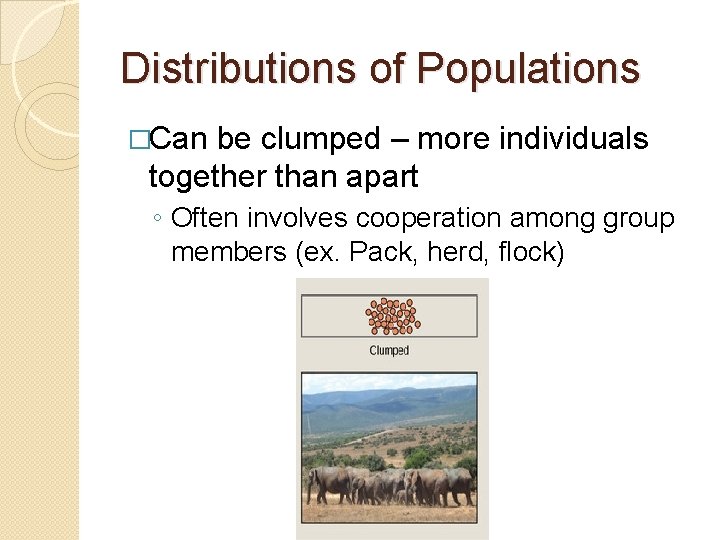 Distributions of Populations �Can be clumped – more individuals together than apart ◦ Often