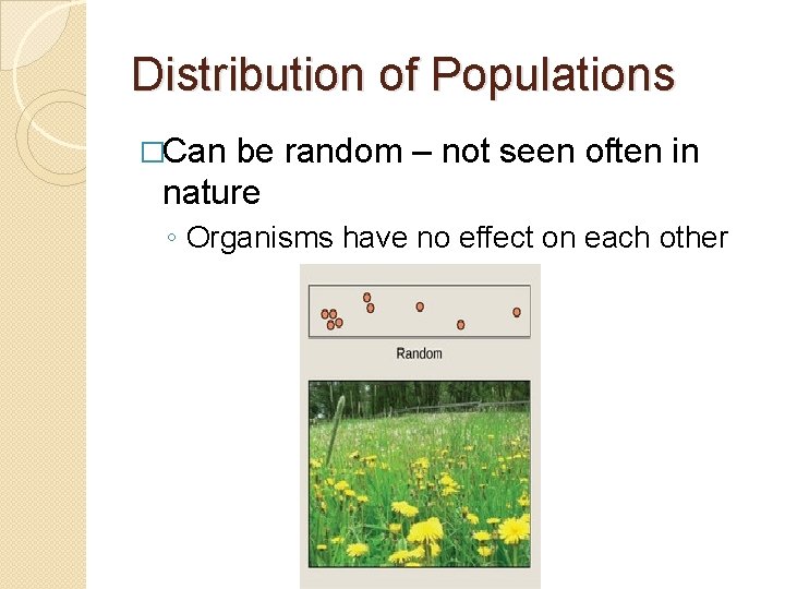 Distribution of Populations �Can be random – not seen often in nature ◦ Organisms