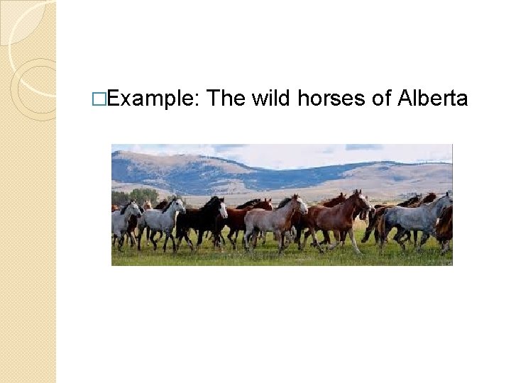 �Example: The wild horses of Alberta 