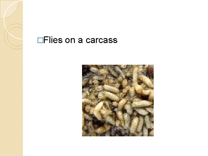 �Flies on a carcass 