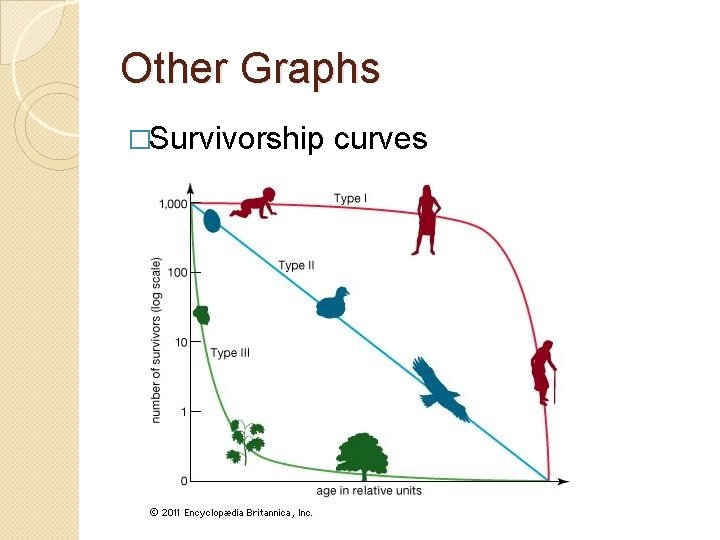 Other Graphs �Survivorship curves 