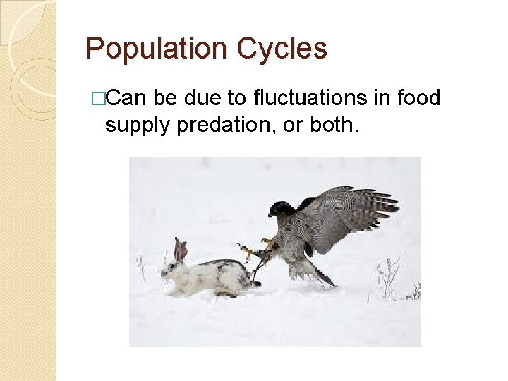 Population Cycles �Can be due to fluctuations in food supply predation, or both. 