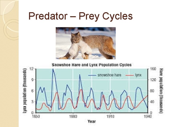 Predator – Prey Cycles 