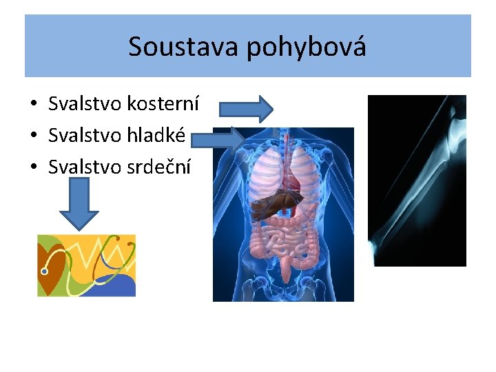 Soustava pohybová • Svalstvo kosterní • Svalstvo hladké • Svalstvo srdeční 