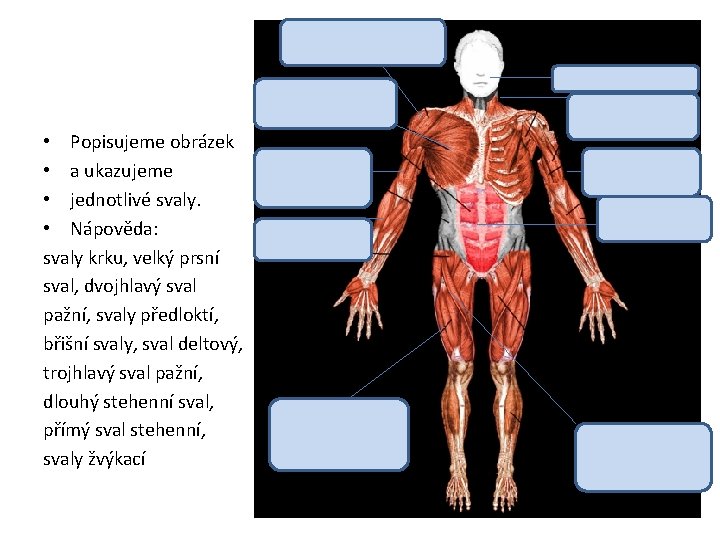  • Popisujeme obrázek • a ukazujeme • jednotlivé svaly. • Nápověda: svaly krku,