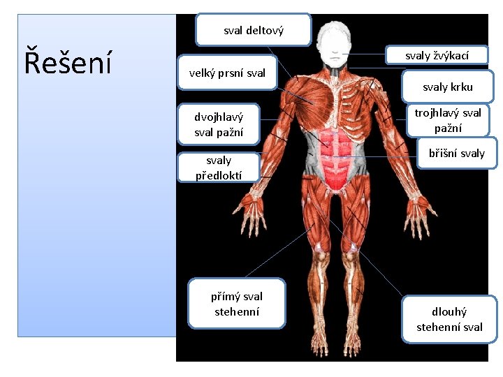 sval deltový Řešení svaly žvýkací velký prsní sval dvojhlavý sval pažní svaly předloktí přímý