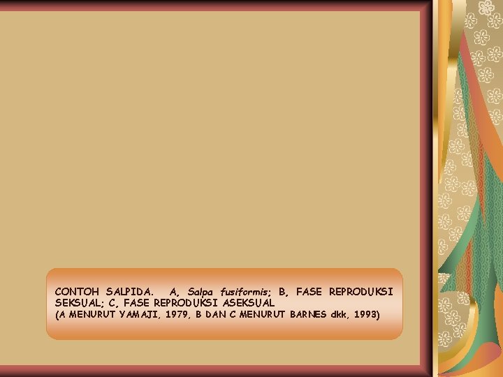 CONTOH SALPIDA. A, Salpa fusiformis; B, FASE REPRODUKSI SEKSUAL; C, FASE REPRODUKSI ASEKSUAL (A