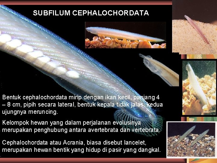 SUBFILUM CEPHALOCHORDATA Bentuk cephalochordata mirip dengan ikan kecil, panjang 4 – 8 cm, pipih