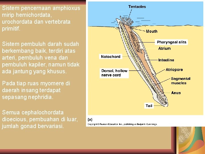 Sistem pencernaan amphioxus mirip hemichordata, urochordata dan vertebrata primitif. Sistem pembuluh darah sudah berkembang