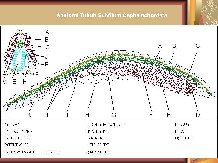 Anatomi Tubuh Subfilum Cephalochordata 