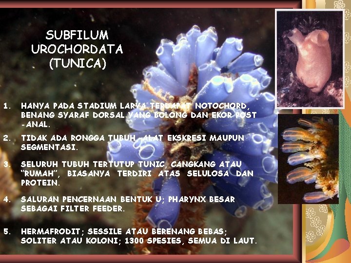 SUBFILUM UROCHORDATA (TUNICA) 1. HANYA PADA STADIUM LARVA TERDAPAT NOTOCHORD, BENANG SYARAF DORSAL YANG