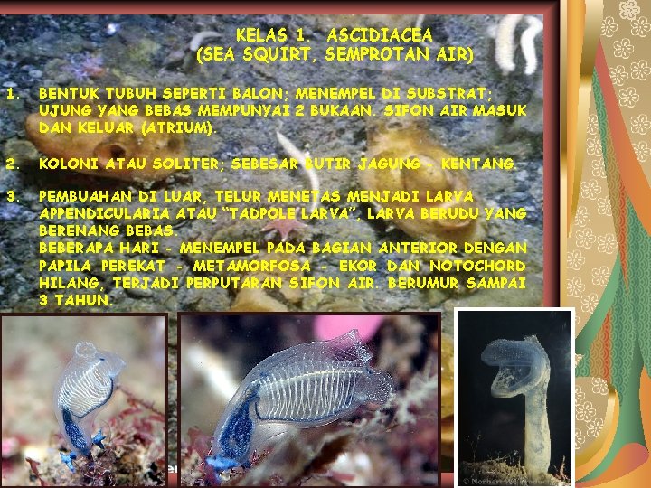 KELAS 1. ASCIDIACEA (SEA SQUIRT, SEMPROTAN AIR) 1. BENTUK TUBUH SEPERTI BALON; MENEMPEL DI