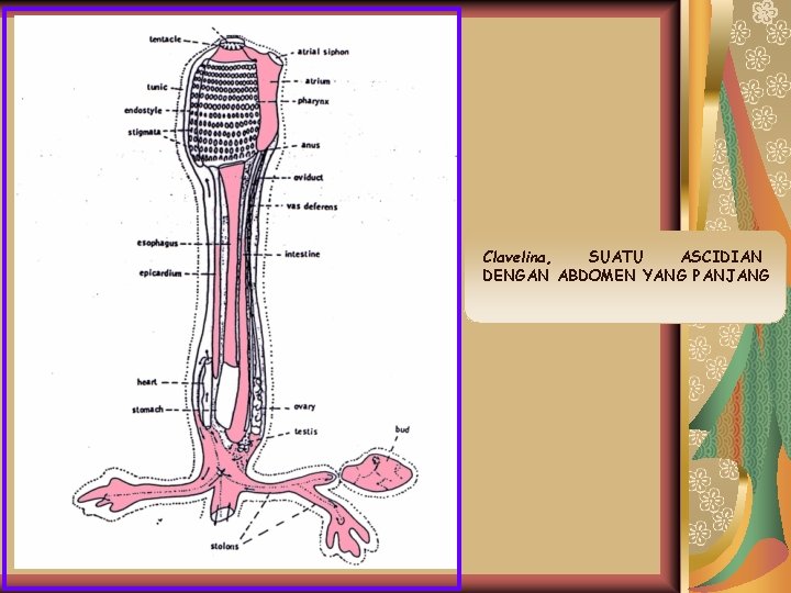 Clavelina, SUATU ASCIDIAN DENGAN ABDOMEN YANG PANJANG 