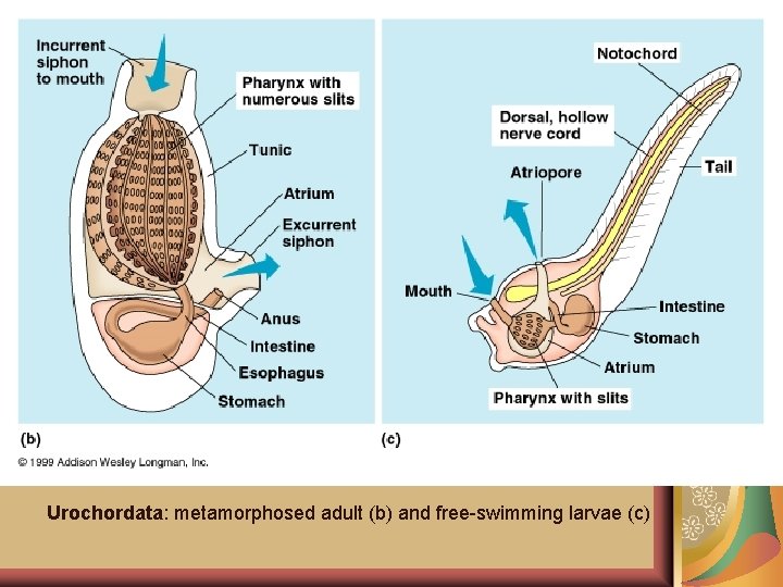 Urochordata: metamorphosed adult (b) and free-swimming larvae (c) 