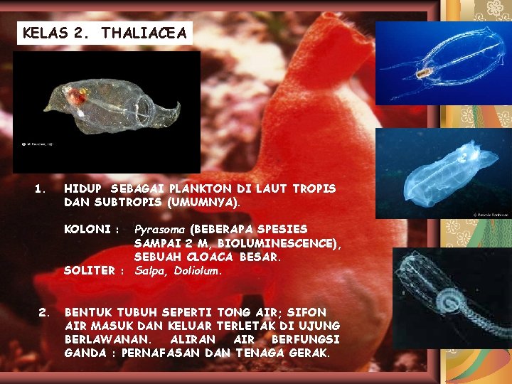 KELAS 2. THALIACEA 1. HIDUP SEBAGAI PLANKTON DI LAUT TROPIS DAN SUBTROPIS (UMUMNYA). KOLONI
