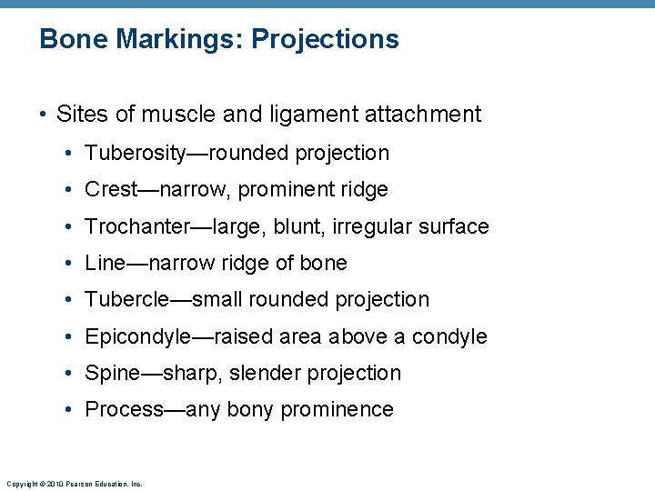 Bone Markings: Projections • Sites of muscle and ligament attachment • Tuberosity—rounded projection •