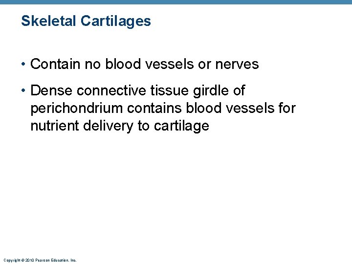Skeletal Cartilages • Contain no blood vessels or nerves • Dense connective tissue girdle