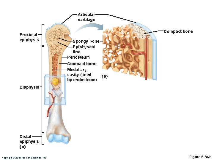 Articular cartilage Proximal epiphysis Compact bone Spongy bone Epiphyseal line Periosteum Compact bone Medullary