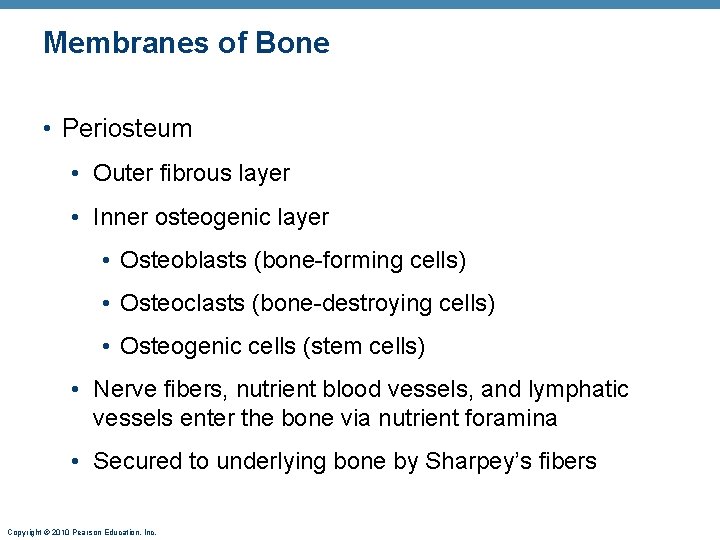 Membranes of Bone • Periosteum • Outer fibrous layer • Inner osteogenic layer •