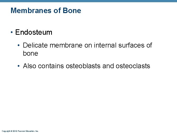 Membranes of Bone • Endosteum • Delicate membrane on internal surfaces of bone •