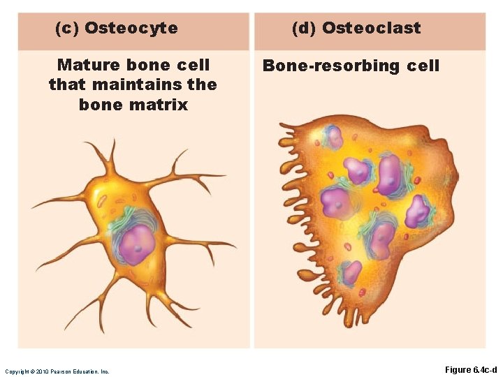 (c) Osteocyte Mature bone cell that maintains the bone matrix Copyright © 2010 Pearson