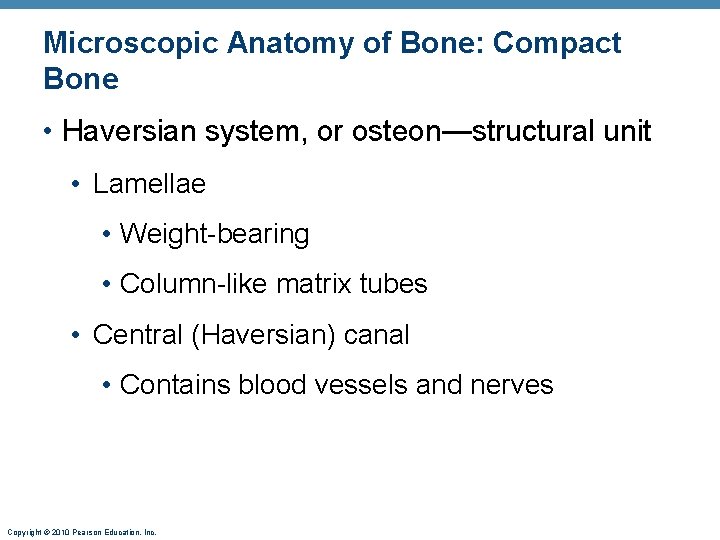 Microscopic Anatomy of Bone: Compact Bone • Haversian system, or osteon—structural unit • Lamellae