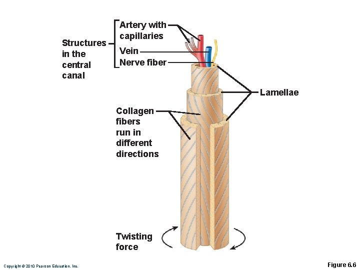 Structures in the central canal Artery with capillaries Vein Nerve fiber Lamellae Collagen fibers