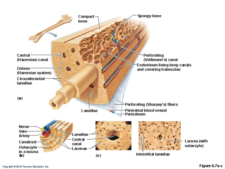 Spongy bone Compact bone Central (Haversian) canal Perforating (Volkmann’s) canal Endosteum lining bony canals