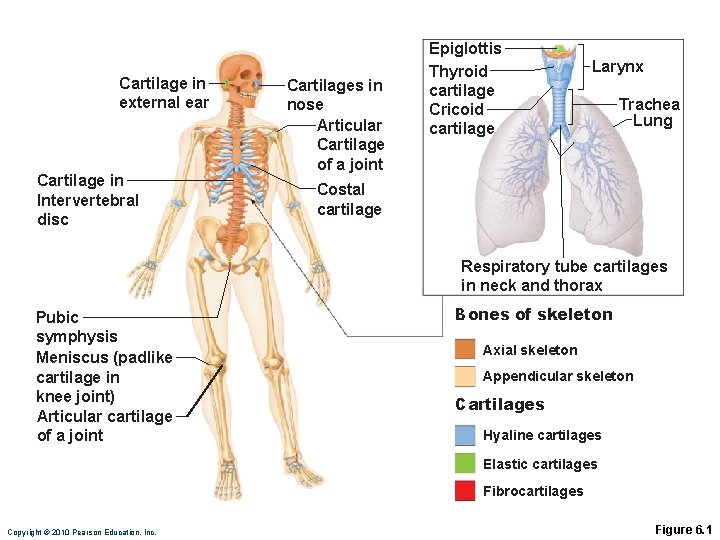 Cartilage in external ear Cartilage in Intervertebral disc Cartilages in nose Articular Cartilage of
