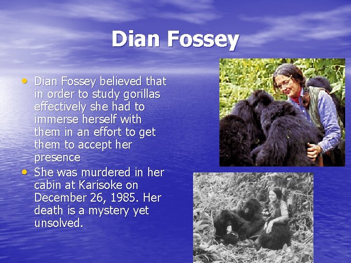 Dian Fossey • Dian Fossey believed that • in order to study gorillas effectively Dian Fossey • Dian Fossey believed that • in order to study gorillas effectively