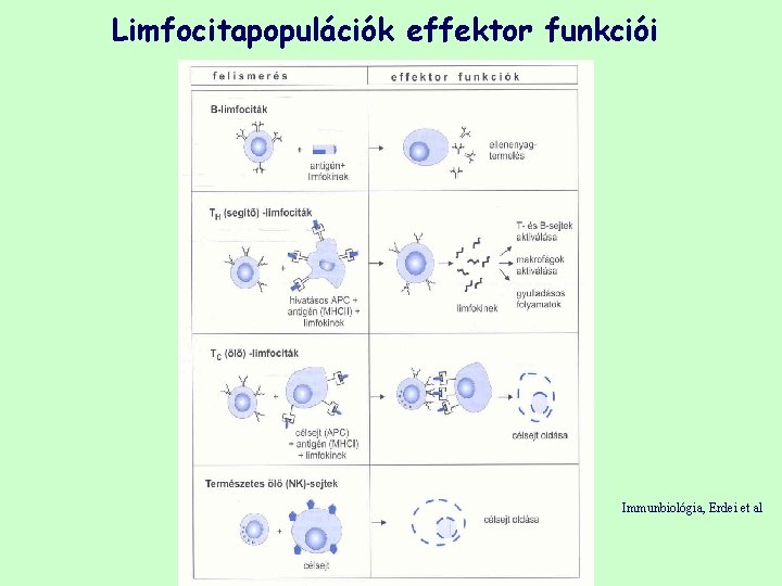 Limfocitapopulációk effektor funkciói Immunbiológia, Erdei et al 