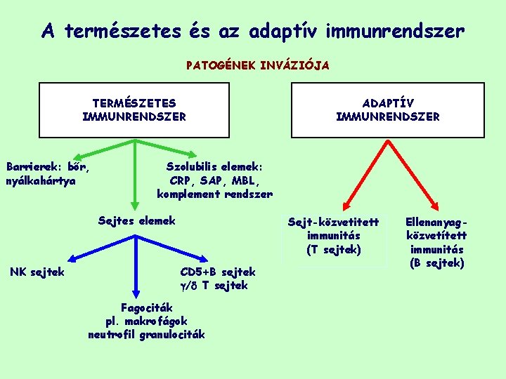 A természetes és az adaptív immunrendszer PATOGÉNEK INVÁZIÓJA TERMÉSZETES IMMUNRENDSZER Barrierek: bőr, nyálkahártya Szolubilis