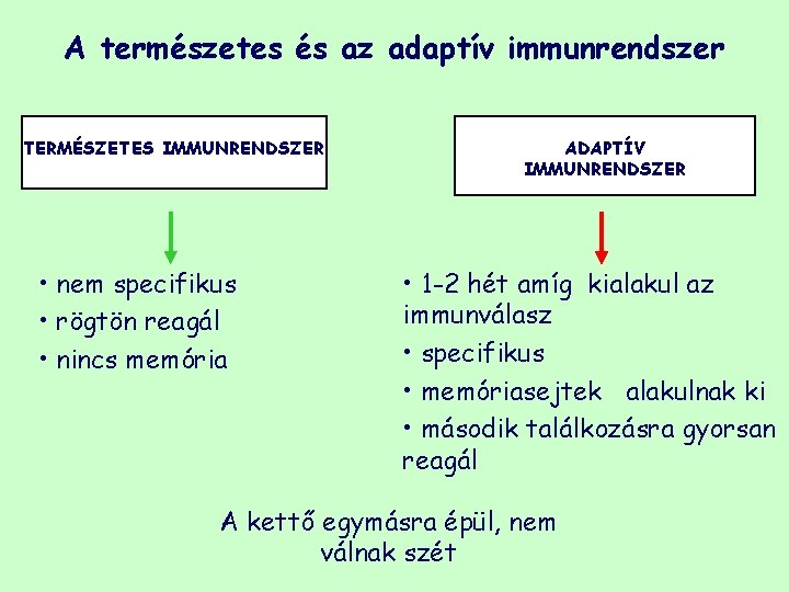 A természetes és az adaptív immunrendszer TERMÉSZETES IMMUNRENDSZER • nem specifikus • rögtön reagál
