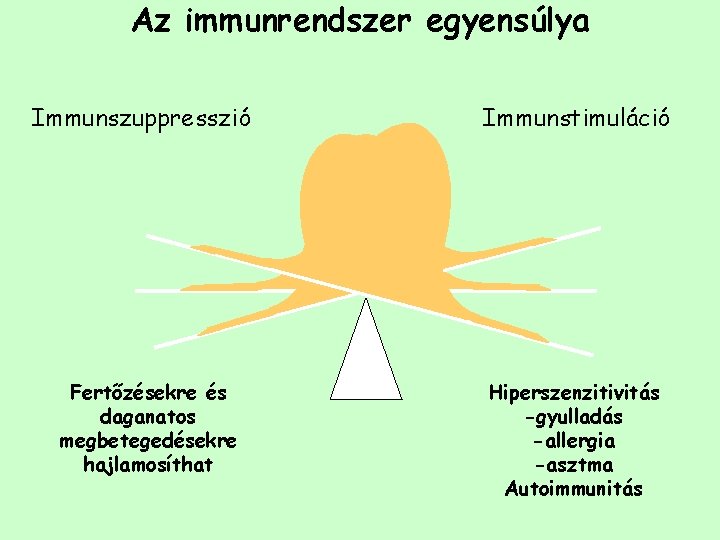 Az immunrendszer egyensúlya Immunszuppresszió Immunstimuláció Normal Fertőzésekre és daganatos megbetegedésekre hajlamosíthat Hiperszenzitivitás -gyulladás -allergia