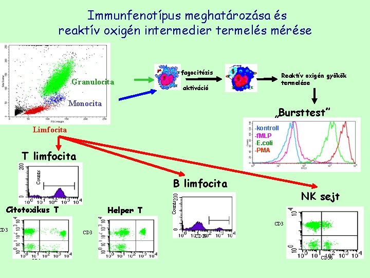 Immunfenotípus meghatározása és reaktív oxigén intermedier termelés mérése fagocitózis Granulocita Reaktív oxigén gyökök termelése