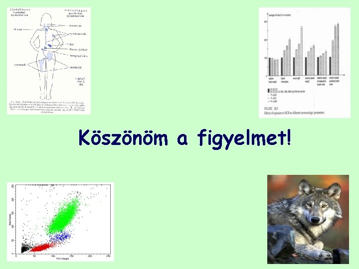 Köszönöm a figyelmet! 