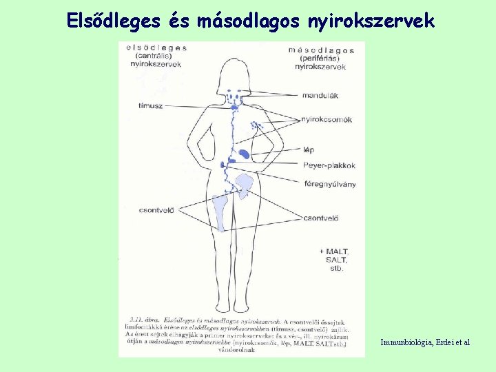 Elsődleges és másodlagos nyirokszervek Immunbiológia, Erdei et al 