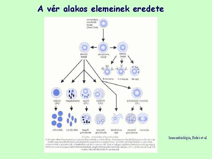 A vér alakos elemeinek eredete Immunbiológia, Erdei et al 