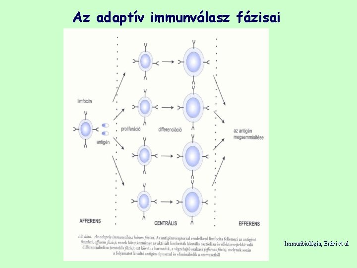 Az adaptív immunválasz fázisai Immunbiológia, Erdei et al 