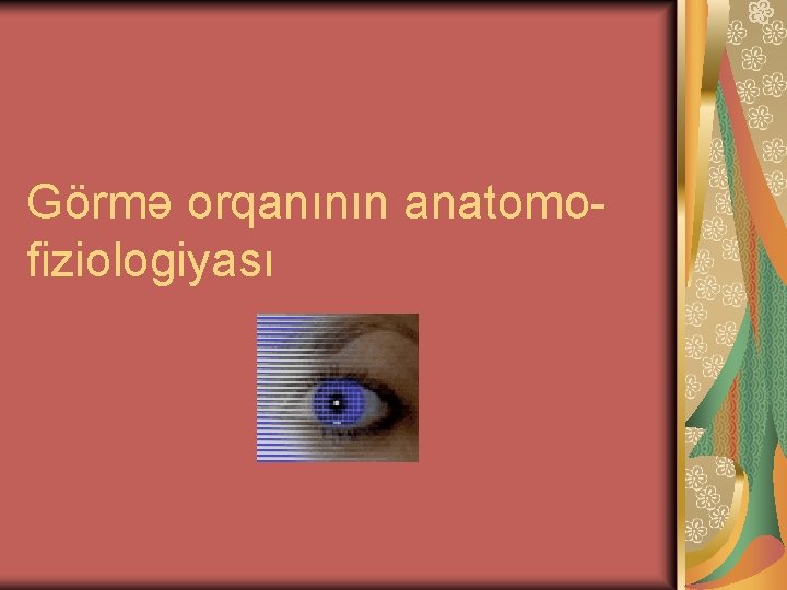 Görmə orqanının anatomofiziologiyası 